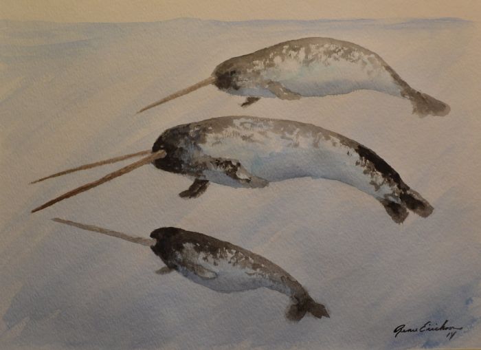 Narwhal, unicorns of the sea by Renee Erickson