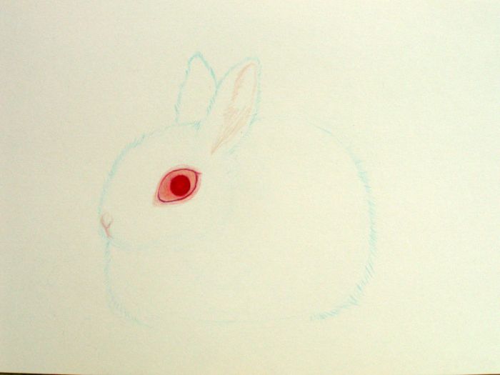 Rather fluffy albino bunny by Natta