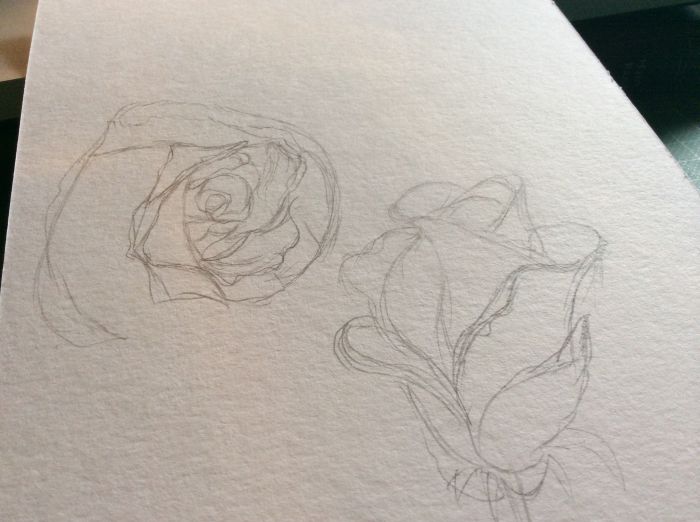 Roses? by Natta