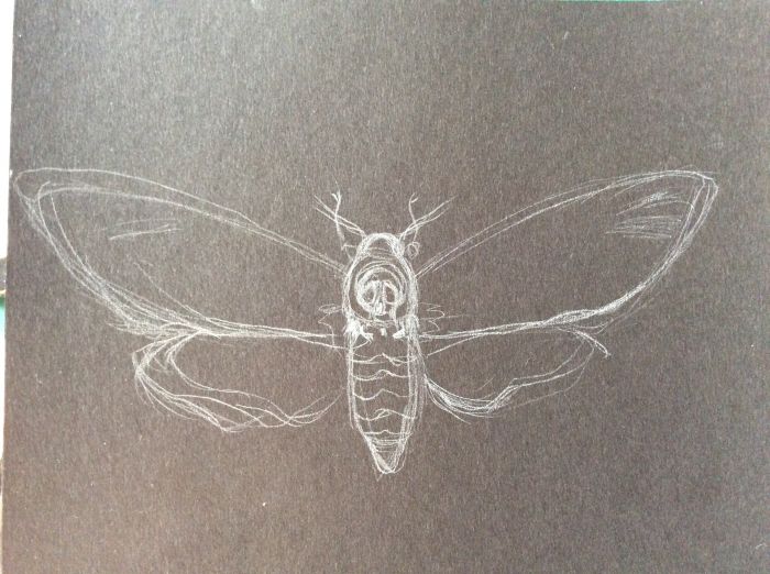 Death head moth by Natta