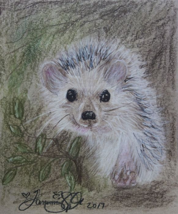 Little Hedgehog by Tammi Sponseller