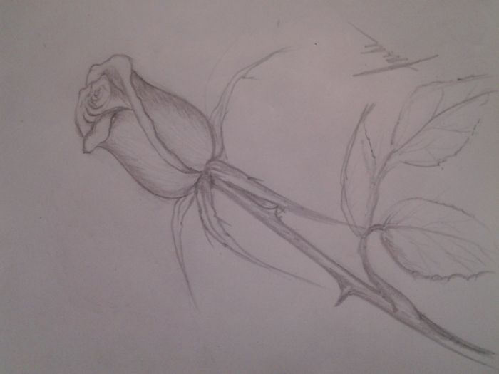  Rose by Mache