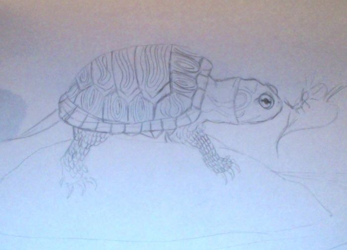 Turtle by Ashley McMullin