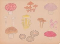 cute little mushrooms 