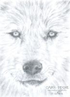 White Wolf ACEO