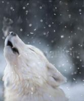 winter howl