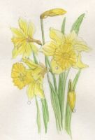 Daffodils and Dewdrops