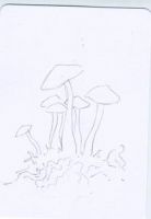 Northern Mushrooms