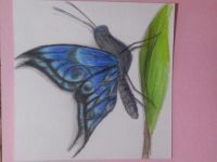 the blue butterfly