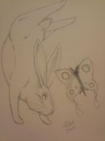 Hare and the Moth