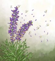 Lavender Seedlings
