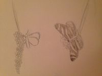Butterfly Sketches 