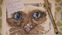 Blue-eyed siamese cat