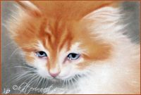 Fluffy Orange kitty with blue eyes