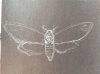 Death head moth