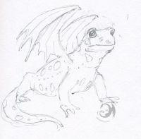 Salamander dragon!