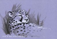 Snoozing Cheetah