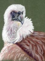 Vulture (Gyps fulvus)