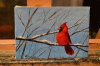 Cardinal and snow