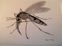 Mosquito Reaper