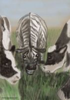 zebra in a herd of cows