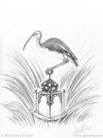 Sacred Ibis, Wise Storyteller