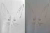 Fennic Fox Sketch