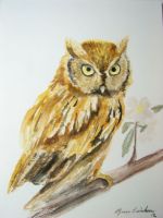Summer owl