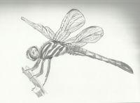 "Dragonfly"