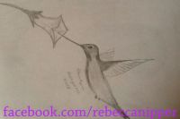 Hummingbird Sketch. 